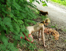 Bild 61164 von Schambereich in Kategorie Public Nude