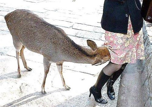 Bild 105052 von Stumpel in Kategorie Voyeurismus