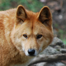 Dingo666