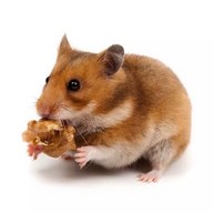 Hamster