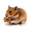 Hamster