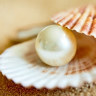 Muscheltaucher